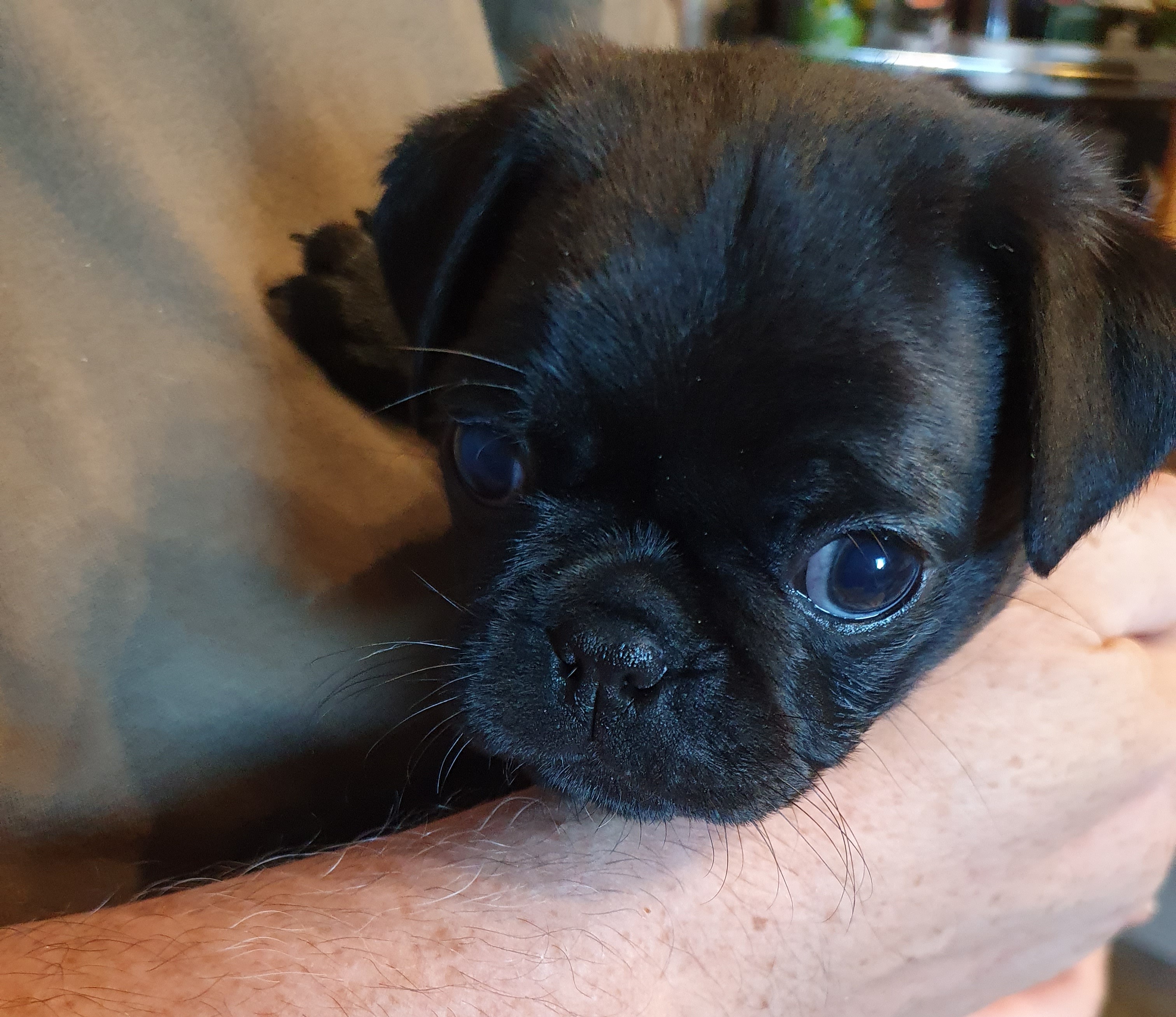 mopsdeutschland.de Unsere Welpen